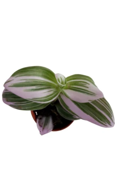 Tradescantia Nonuk Telgraf Çiçeği Fidanı 10-20 cm - Resim 2