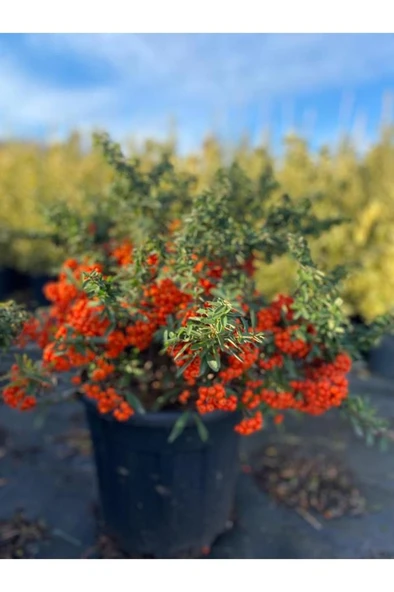 Ateş Dikeni Çiçeği Fidanı 30-50 cm ürün görseli