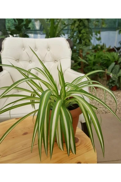 Doğal Hava Temizleyici Kurdele Çiçeği/ Chlorophytum 10-20 cm - 2