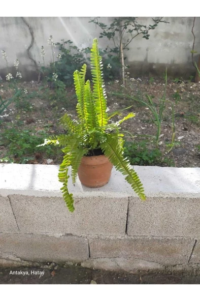Aşk Merdiveni Fidanı 10-20 cm