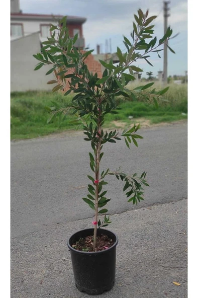 Fırça Çalısı Fidanı 30-60 cm