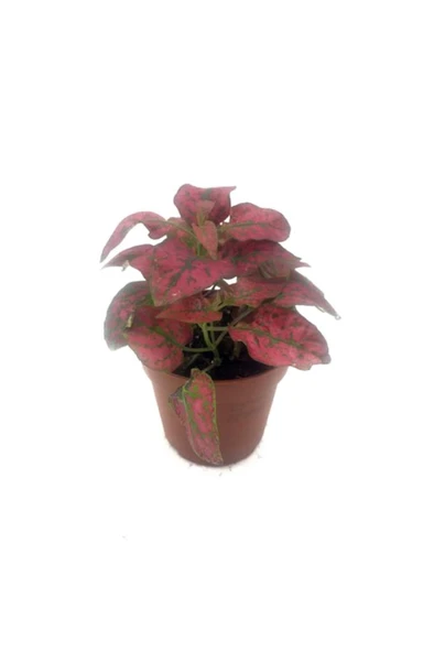 Fittonia Çiçeği Fidanı Pembe Yeşil 10-20 cm
