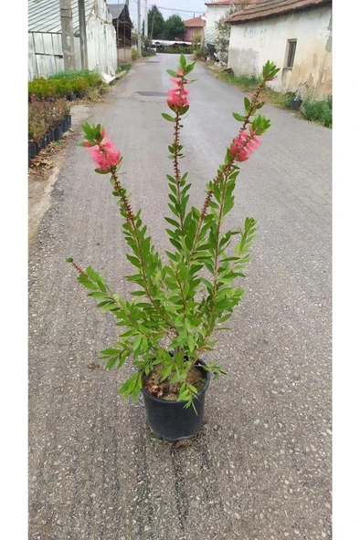 Fırça Çalısı Fidanı 40-80 cm ürün görseli