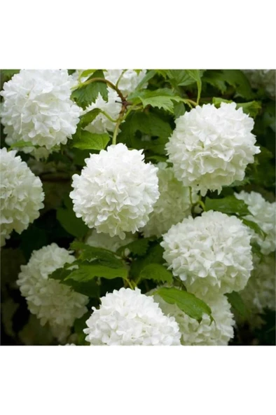 Çınar Kartopu Çiçeği Fidanı 30-60 cm - Resim 2