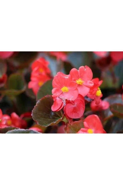 Buz Çiçeği - Pilea Bitkisi - Şeker Begonya Kırmızı 3 Çiçek - Resim 6