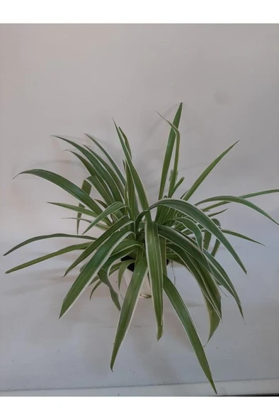 Kurdela Çiçeği Fidanı Comosum 10-20 cm - 3