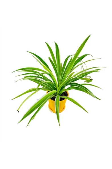 Kurdele Çiçeği Chlorophytum Fidanı 10-20 cm