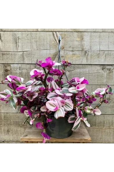 Pembe Telgraf Çiçeği Fidanı Nanouk Telgraf Çiçeği 10-20 cm
