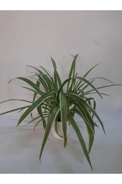 Kurdela Çiçeği Fidanı Comosum 10-20 cm
