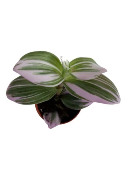 Tradescantia Nonuk Telgraf Çiçeği Fidanı 10-20 cm - Resim 3