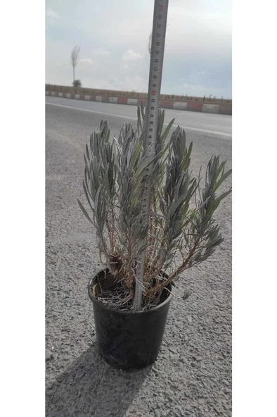 Lavanta Çiçeği Fidanı 10-20 cm ürün görseli