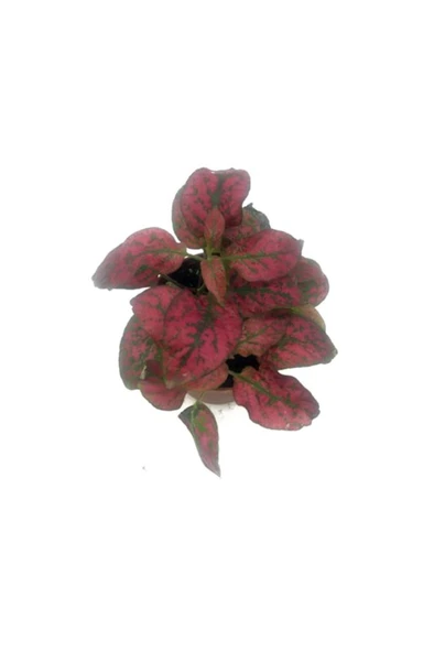 Fittonia Çiçeği Fidanı Pembe Yeşil 10-20 cm - 2