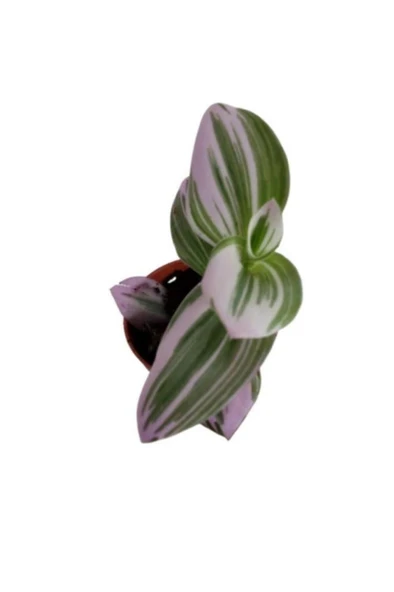 Tradescantia Nonuk Telgraf Çiçeği Fidanı 10-20 cm - Resim 4