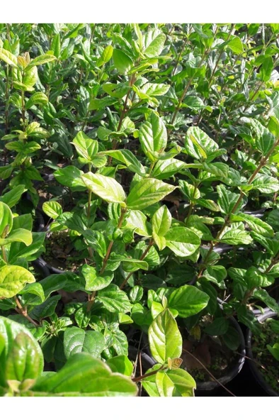 Ankara Kartopu Yerli Kartopu Fidanı 40-80 cm - Resim 4