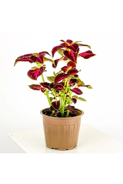 Yaprağı Güzel Kolyos Çiçeği Fidanı Yeşil Kırmızı 10-20 cm