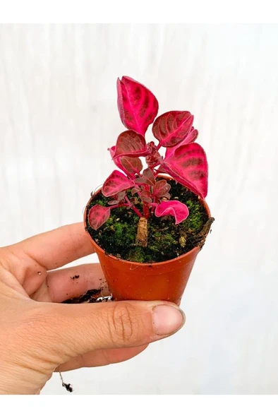 Çingene Şalvarı Bitkisi Fidanı Iresine Herbstii 10-20 cm ürün görseli