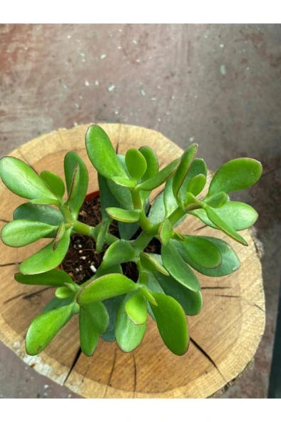 Crassula Ovata Para Çiçeği Para Çiçeği Yerli Üretim 10-20 cm - Resim 2