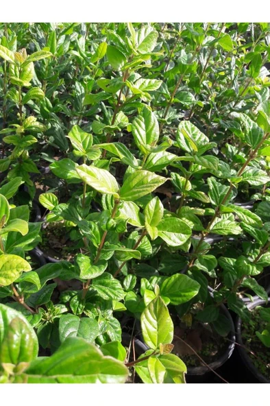 Ankara Kartopu Yerli Kartopu Fidanı 40-80 cm - Resim 3