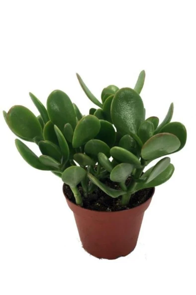 Crassula Ovata Şans Para Çiçeği Fidanı 10-20 cm
