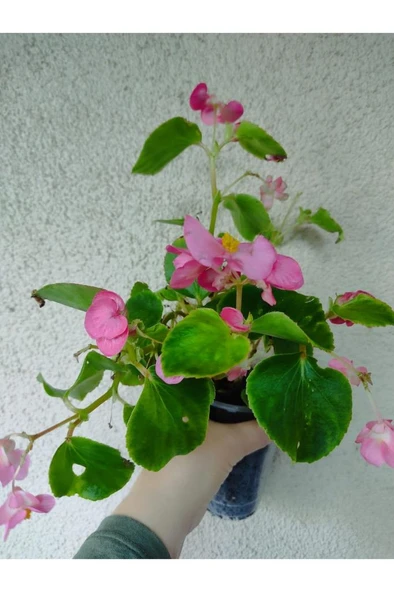 Şeker Begonya Fidanı 10-20 cm Pembe