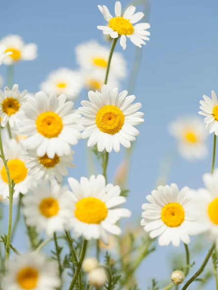 Doğaltercih %100 Saf ve Doğal Papatya Suyu Saç ve Cilt Toniği / Hidrosol 100 ml (Chamomile Water) - 4