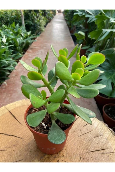 Crassula Ovata Para Çiçeği Para Çiçeği Yerli Üretim 10-20 cm ürün görseli