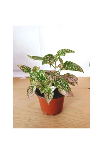 Fittonia Hypoestes Bitkisi Fidanı Yeşil Beyaz 10-20 cm ürün görseli