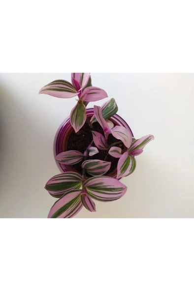 Pembe Telgraf Çiçeği Nanouk Telgraf Çiçeği Tradescantia Nanouk ürün görseli