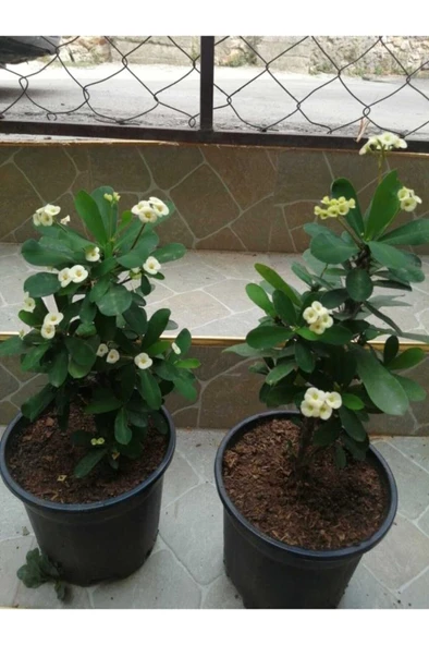 Açık Sarı Dikenler Tacı Fidanı 10-20 cm ürün görseli