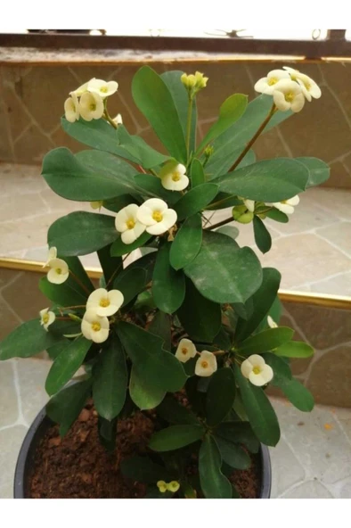 Açık Sarı Dikenler Tacı Fidanı 10-20 cm - Resim 3