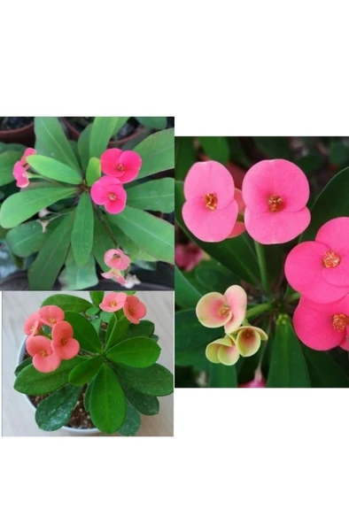 Pembe Japon Iğnesi Dikenler Tacı Euphorbia Milii 10-20 cm - Resim 2