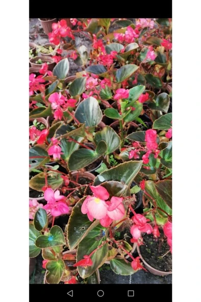 Begonya Çiçeği Fidanı 10-20 cm Pembe - 4