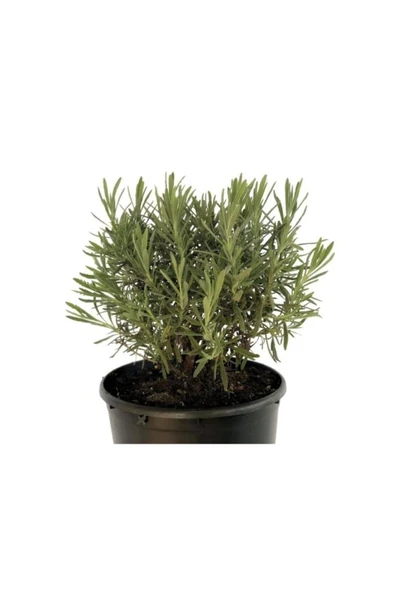 Lavandula Angustifolia Çiçeği Fidanı 10-20 cm - Resim 2