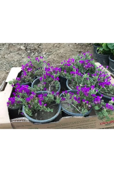 Acem Halısı Çiçeği Fidanı 10-20 cm - Resim 2