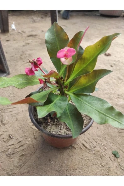 Pembe Dikenler Tacı Çiçeği Fidanı 10-20 cm