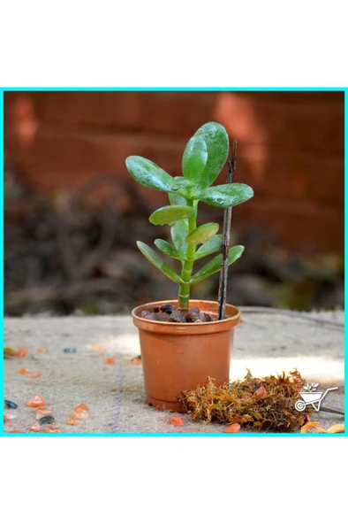 Crassula Ovata Para Çiçeği Şans Çiçeği Fidanı 10-20 cm - Resim 2