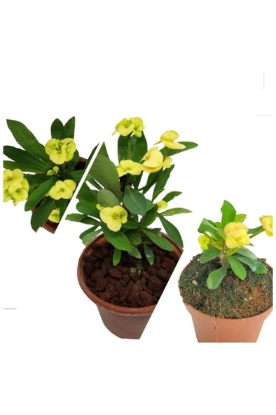 Sarı Japon Iğnesi Dikenler Tacı Euphorbia Milii 10-20 cm ürün görseli