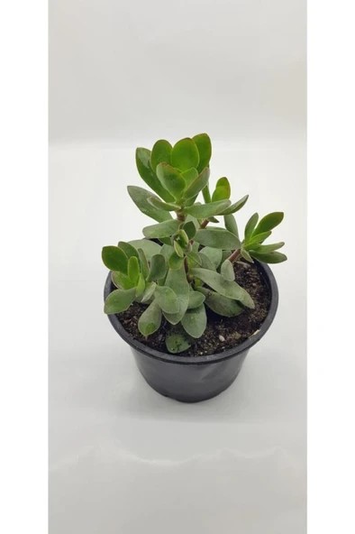 Crassula Ovata Para Çiçeği Fidanı 10-20 cm - Resim 2