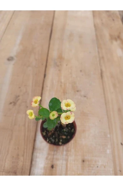 Sarı Kırmızı Japon Iğnesi Dikenler Tacı Euphorbia Milii 10-20 cm - 2