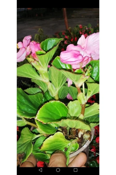 Begonya Çiçeği Fidanı 10-20 cm Pembe - 2