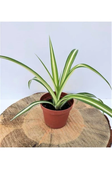 Kurdele Çiçeği 1 Adet Chlorophytum Comosum Kurdela Çiçeği 10-20 cm - 2
