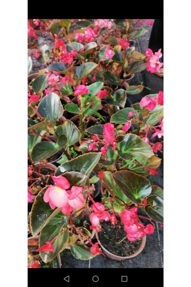 Begonya Çiçeği Fidanı 10-20 cm Pembe