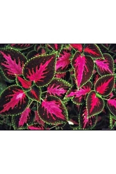 Yaprağı Güzel Kolyos Çiçeği Fidanı Yeşil Kırmızı 10-20 cm - 2