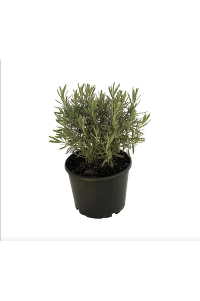 Lavandula Angustifolia Çiçeği Fidanı 10-20 cm ürün görseli
