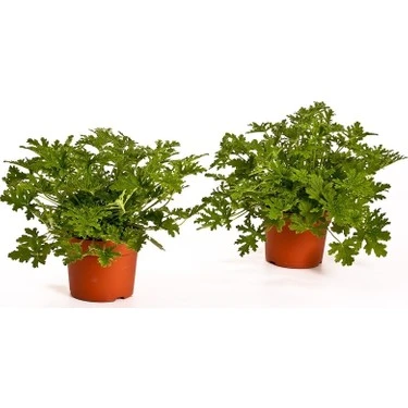 Pelargonium Odoratissimum Itır Bitkisi Gül Damlası Fidanı 10-20 cm - Resim 2