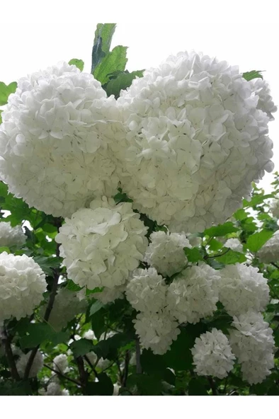 Kartopu Çiçeği (Viburnum Fidesi Fidanı 30-60 cm