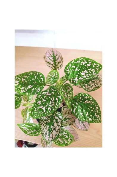 Fittonia Hypoestes Bitkisi Fidanı Yeşil Beyaz 10-20 cm - Resim 3