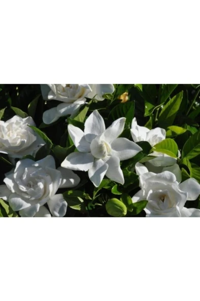 Gardenya Çiçeği Fidanı 10-20 cm