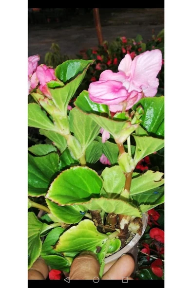 Begonya Çiçeği Fidanı 10-20 cm Pembe - 3