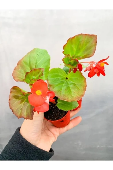 Karışık Renk Şeker Begonya Fidanı Kırmızı Pembe Beyaz 10-20 cm